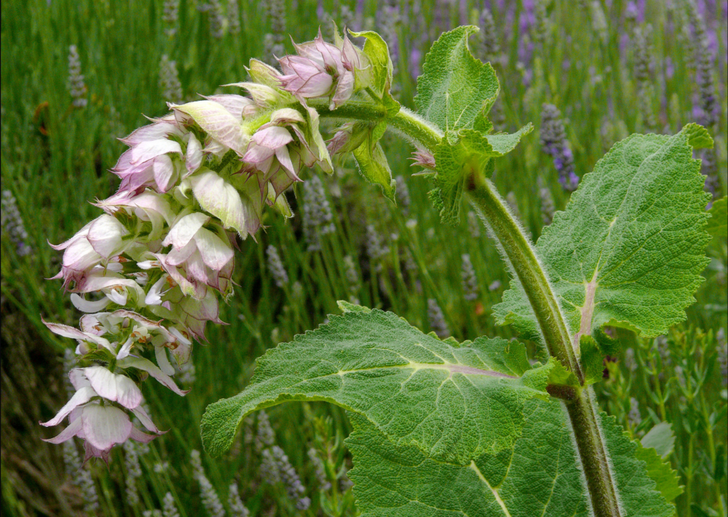 Exploring Clary Sage Essential Oil: Benefits, Sourcing, and Allergen Considerations